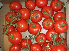 Tomaten2.JPG